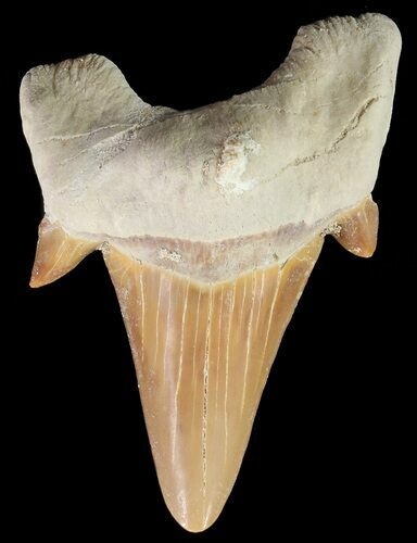 Otodus Shark Tooth Fossil - Eocene #67259